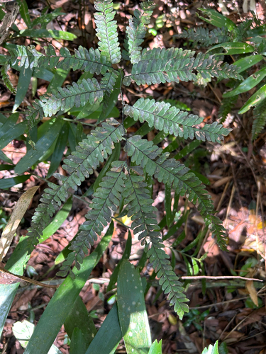 Adiantum pyramidale observed 2026-05-29