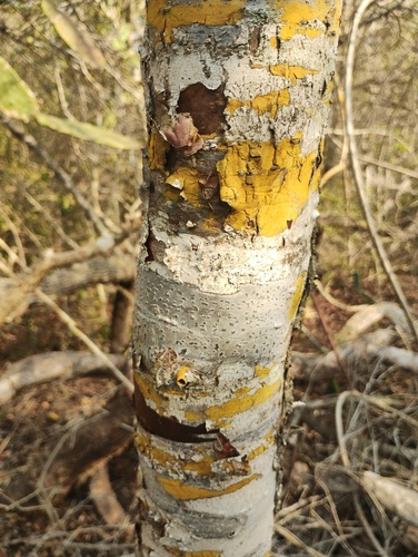 Bursera schlechtendalii Engl.