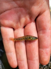 Carolina Darter photo 3