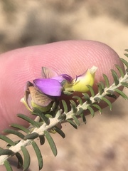 Polygala teretifolia