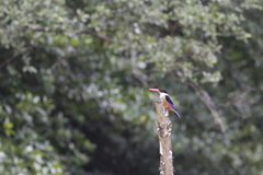Halcyon pileata
