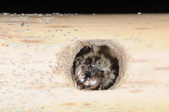 Xylocopa atamisquensis