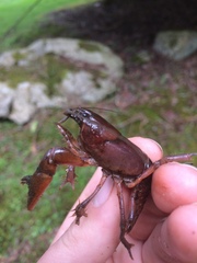Cambarus asperimanus