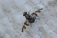 Dyscrasis hendeli