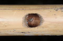 Xylocopa atamisquensis