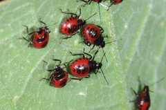 Tynacantha marginata