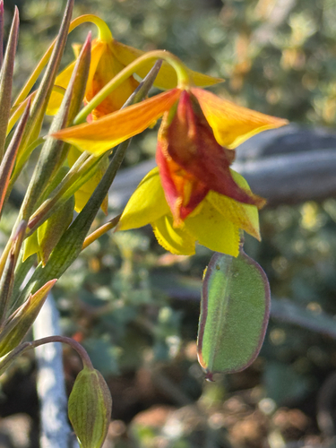 Calochortus amabilis, photograph 4