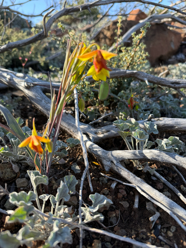Calochortus amabilis, photograph 5