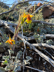 author not stated, no rights reserved Calochortus amabilis, photograph author not stated, no rights reserved