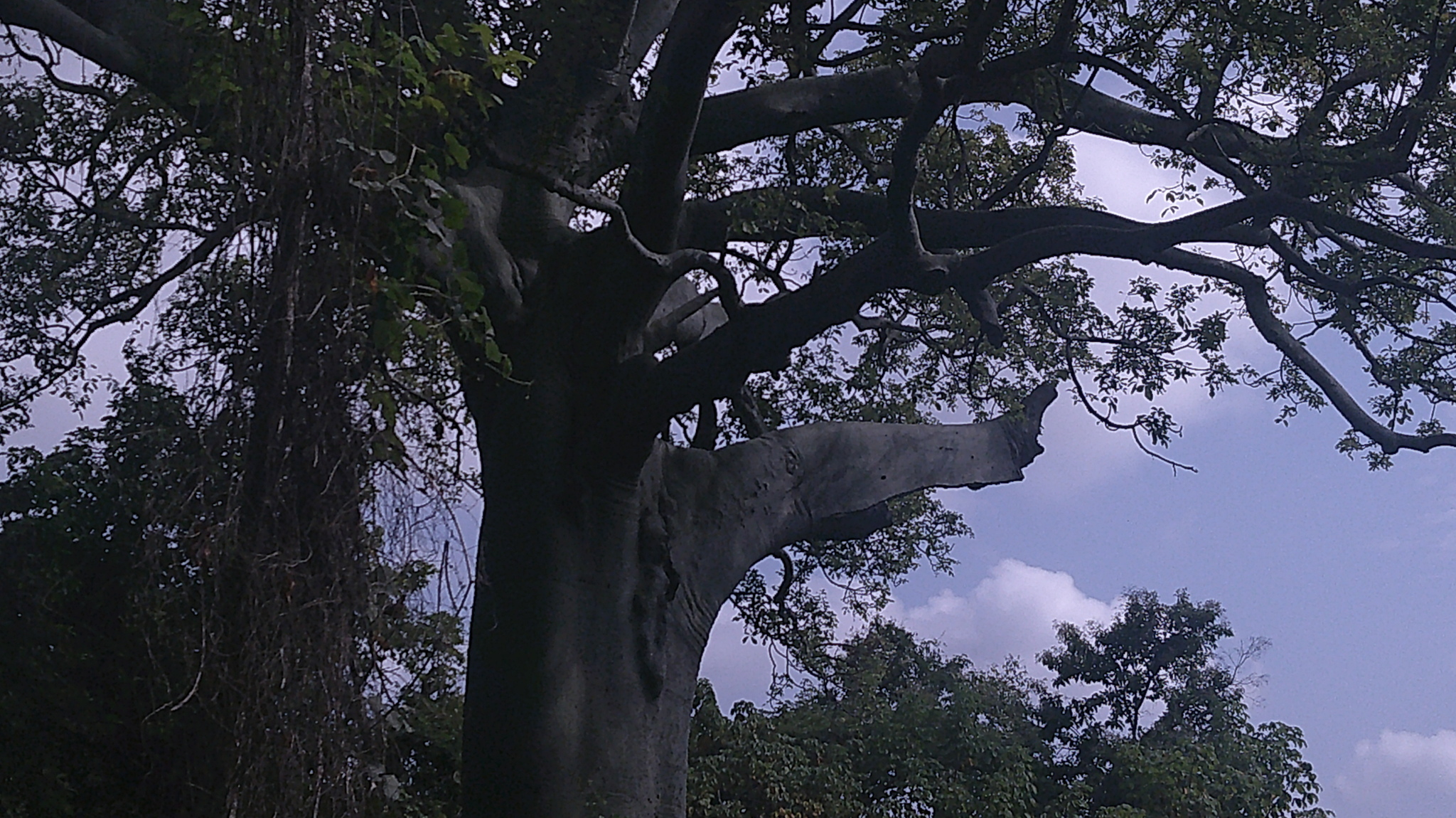 Ceiba trischistandra (A.Gray) Bakh. 3