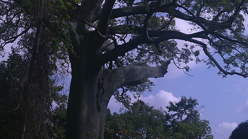 Ceiba trischistandra, photograph 3