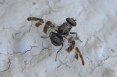 Dyscrasis hendeli