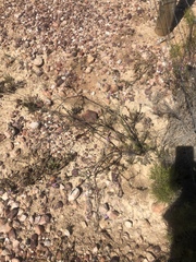 Polygala teretifolia