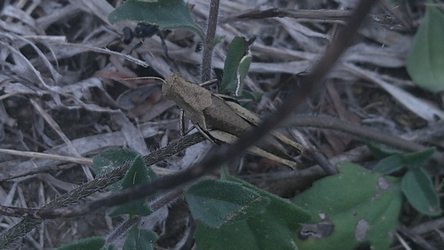 Abracris flavolineata
