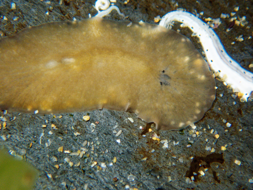 Leptoplana