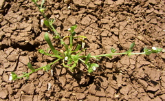 Plagiobothrys acanthocarpus