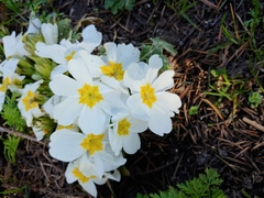 Primula vulgaris