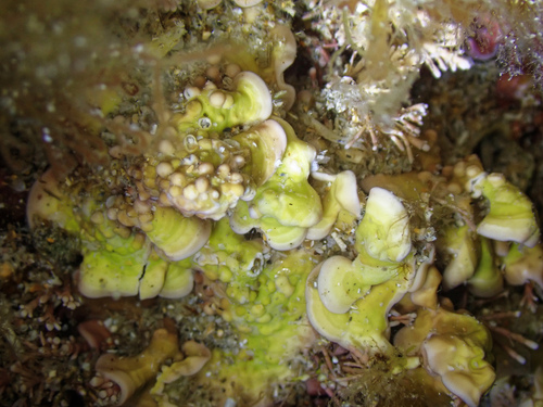 Mesophyllum observed 2026-05-30