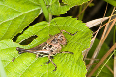 Decticus albifrons