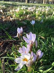 Crocus biflorus