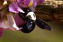 Xylocopa phalothorax