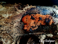 Stilbocrea macrostoma