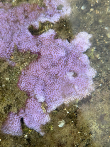 Montipora flabellata observed 2026-05-30
