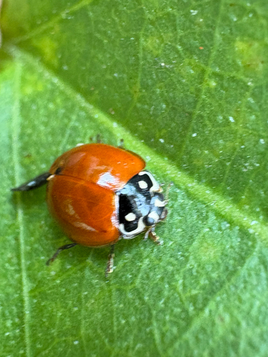 Spotless Lady Beetle