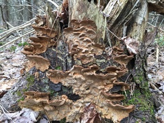 Phellinus piceinus