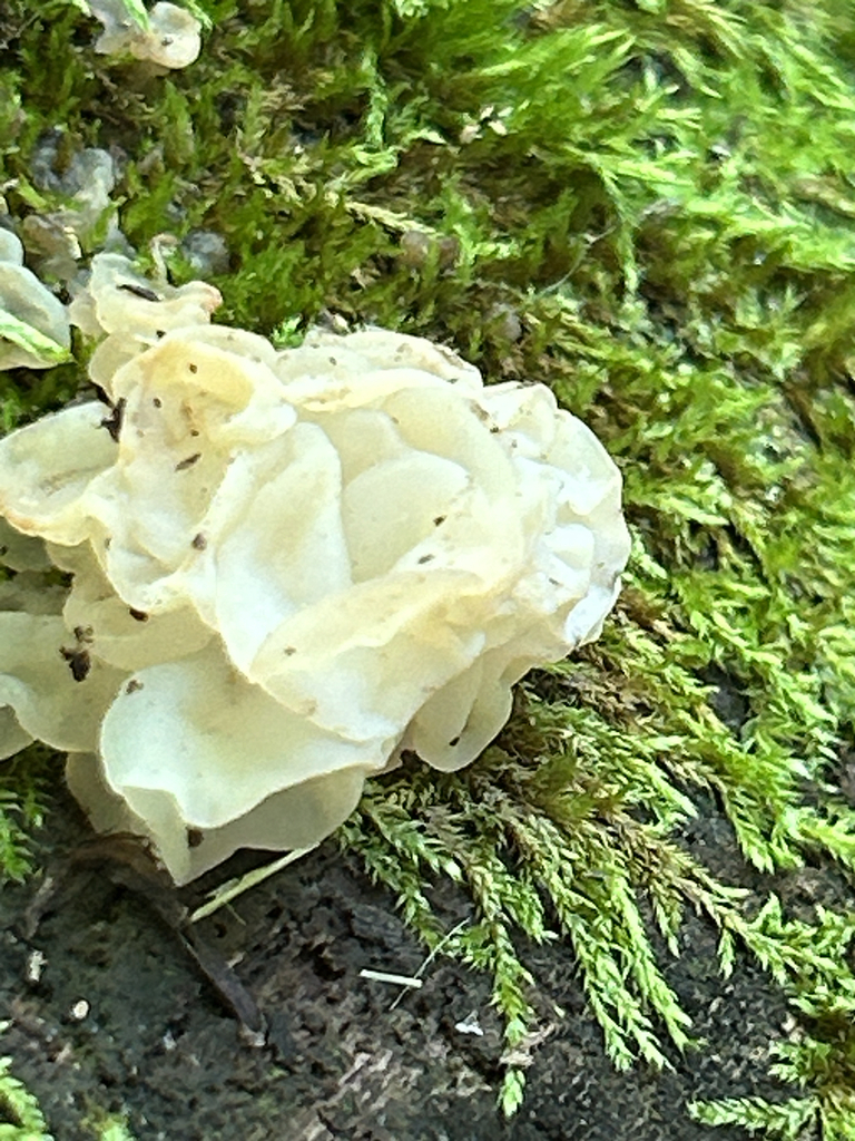 white jelly fungus · May 2026 · photo: Photo: (c) martin_livezey, some rights reserved (CC BY) · iNaturalist