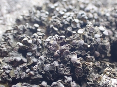 Enchylium polycarpon