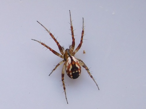 Tuft-legged Orbweaver