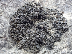 Enchylium polycarpon