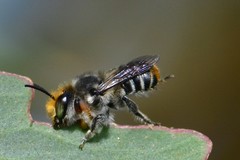 Megachile chrysopyga