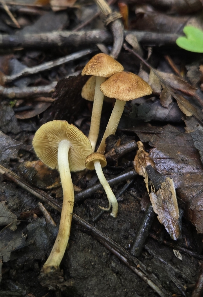 Inocybe luteifolia · May 2026 · photo: Photo: (c) Ben Gruhot, some rights reserved (CC BY) · iNaturalist
