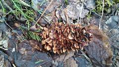 Pucciniastrum areolatum