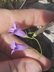 Campanula macrorhiza