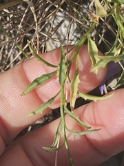 Campanula macrorhiza, photograph (c) Alessia Guggisberg, some rights reserved (CC BY-SA)