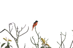 Pericrocotus ethologus