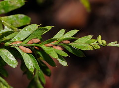 Tmesipteris obliqua