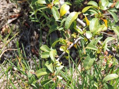 Pyracantha crenatoserrata