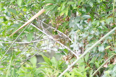 Prinia superciliaris