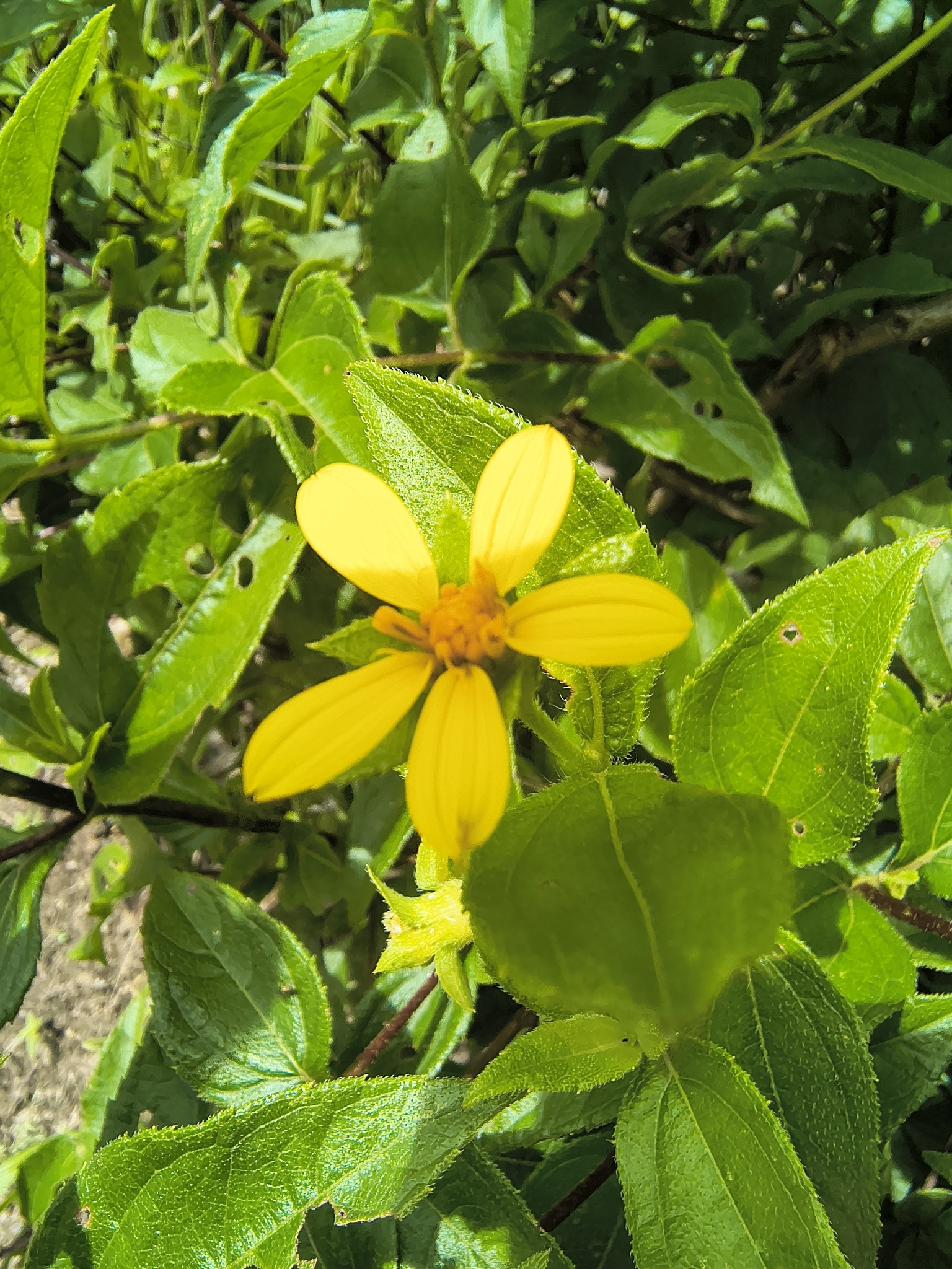 Wedelia goyazensis
