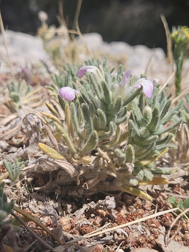 Ajuga iva, photograph 5