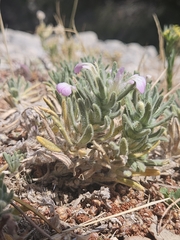 Ajuga iva, photograph (c) Alessia Guggisberg, some rights reserved (CC BY-SA)