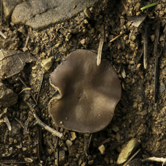 Helvella compressa