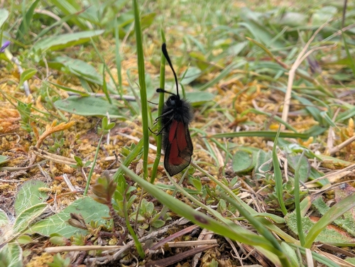 Transparent Burnet