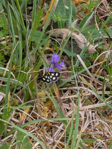 White-spotted Sable