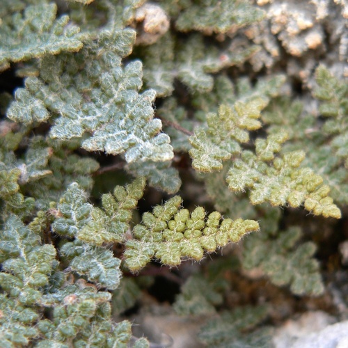 Fee's lip fern