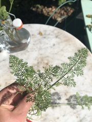 Scandix pecten-veneris